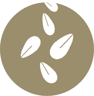 Granos de Sésamo